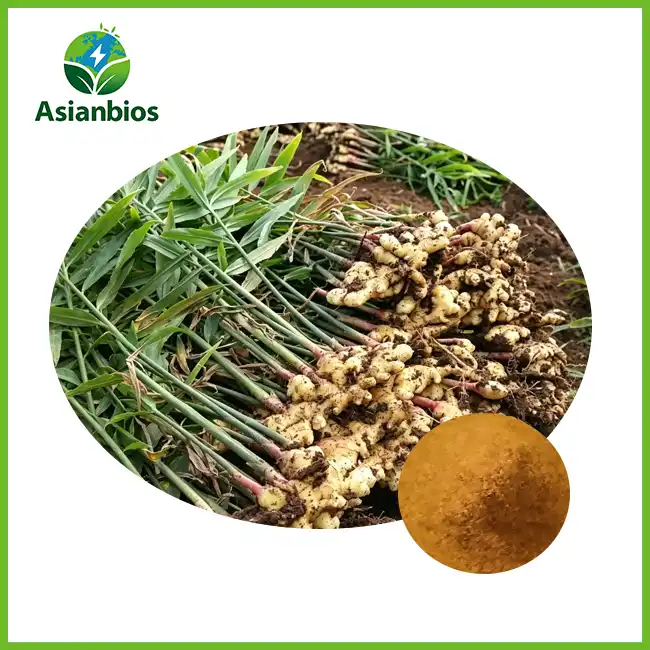 Ginger Extract Powder